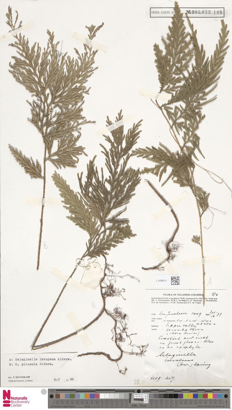 Selaginella pilosula photo 4