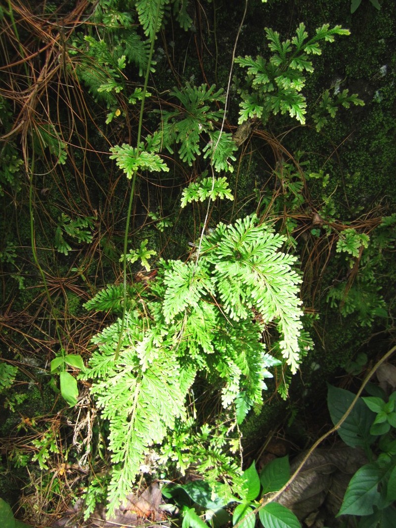 Asian Spikemoss photo 4