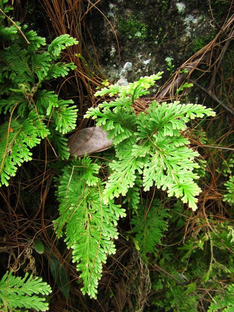 Asian Spikemoss photo 5