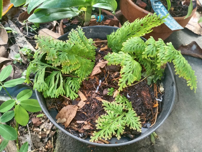 Asian Spikemoss photo 6