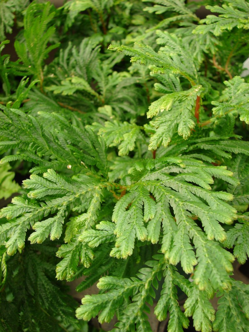Asian Spikemoss photo 7
