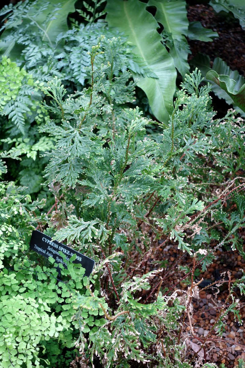 Asian Spikemoss photo 2