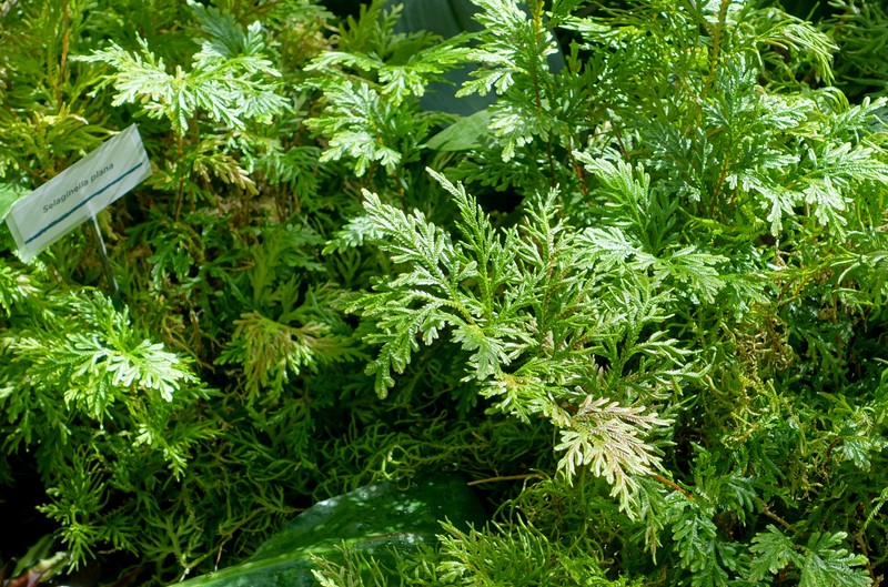 Asian Spikemoss photo 3