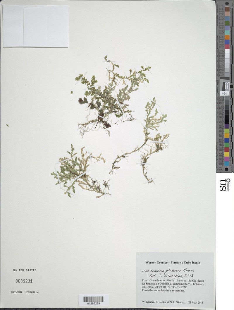 Selaginella plumieri