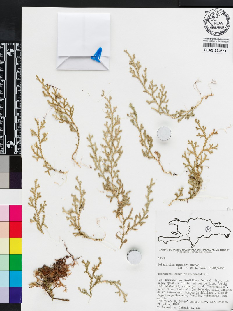 Selaginella plumieri photo 2