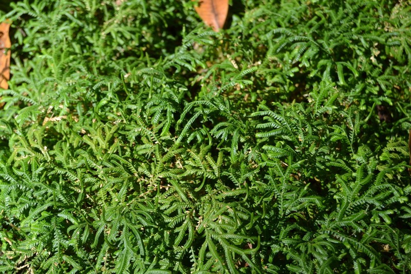 Plumed Spikemoss