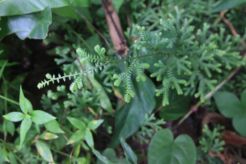 Plumed Spikemoss photo 2