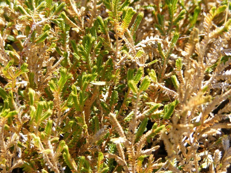 Plumed Spikemoss photo 3