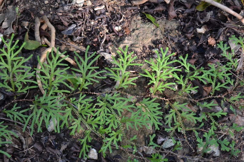 Plumed Spikemoss photo 4