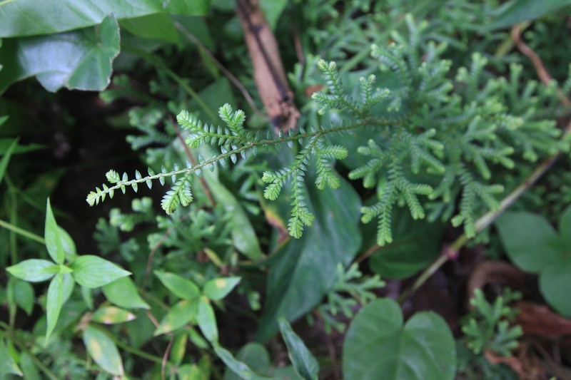 Plumed Spikemoss photo 5