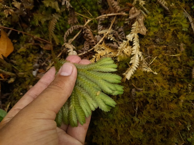 Selaginella poeppigiana