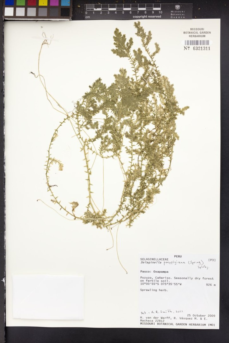 Selaginella poeppigiana photo 2