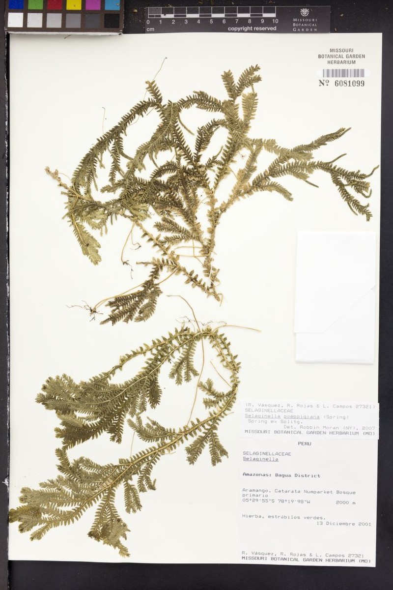 Selaginella poeppigiana photo 3