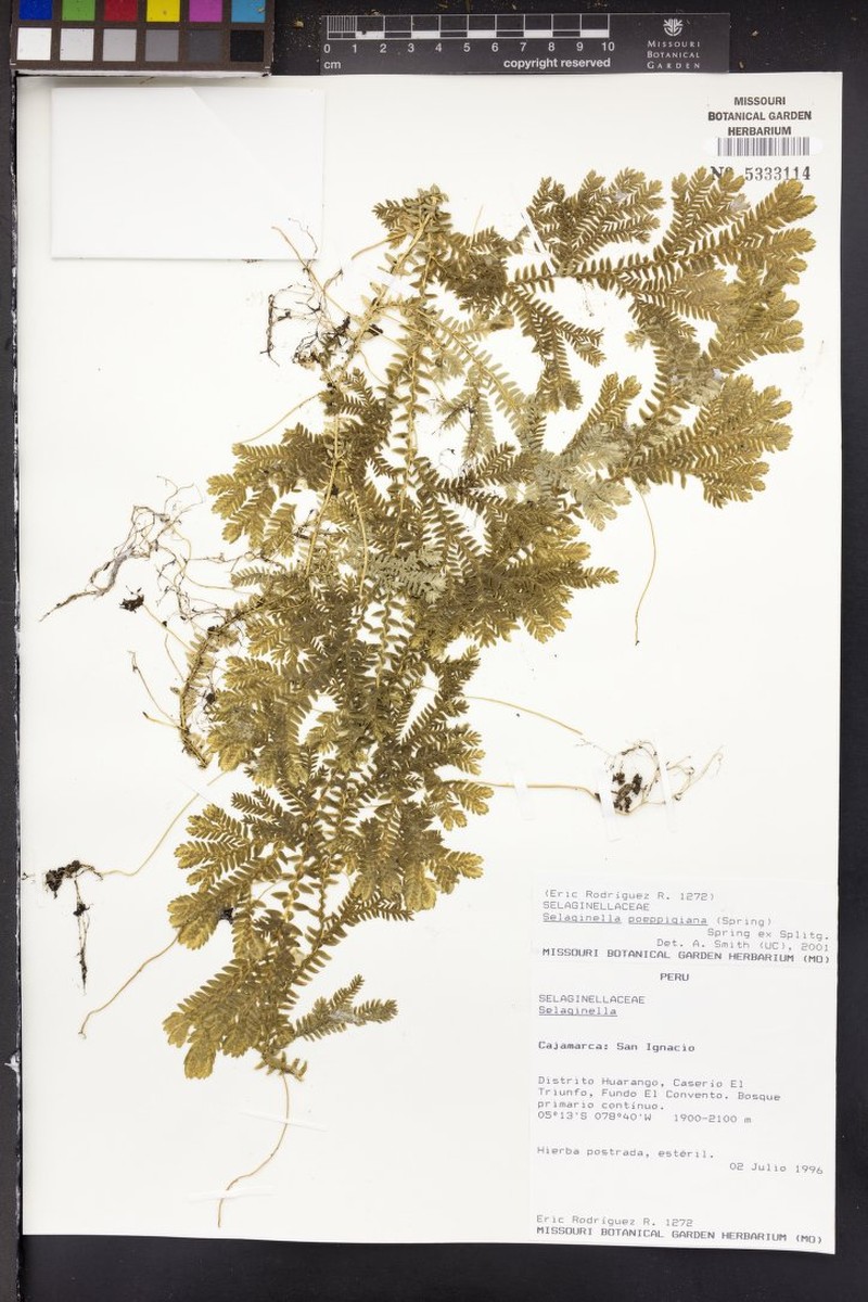 Selaginella poeppigiana photo 4