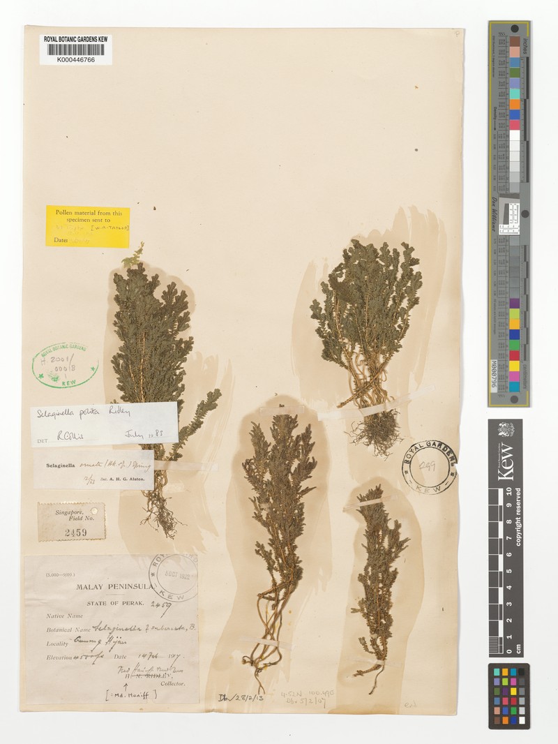 Selaginella polita