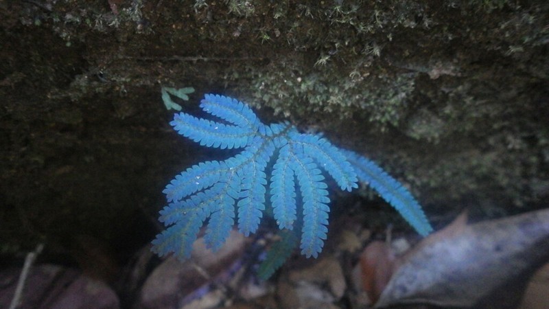 Selaginella polymorpha