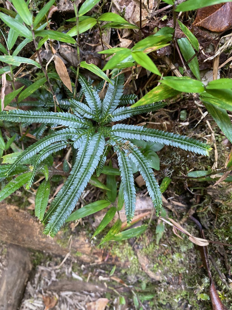 Selaginella polymorpha photo 2