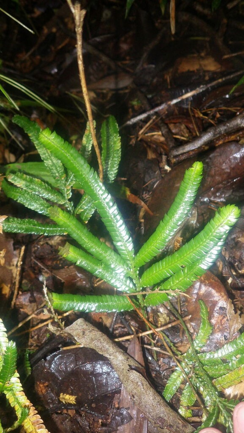Selaginella polymorpha photo 3