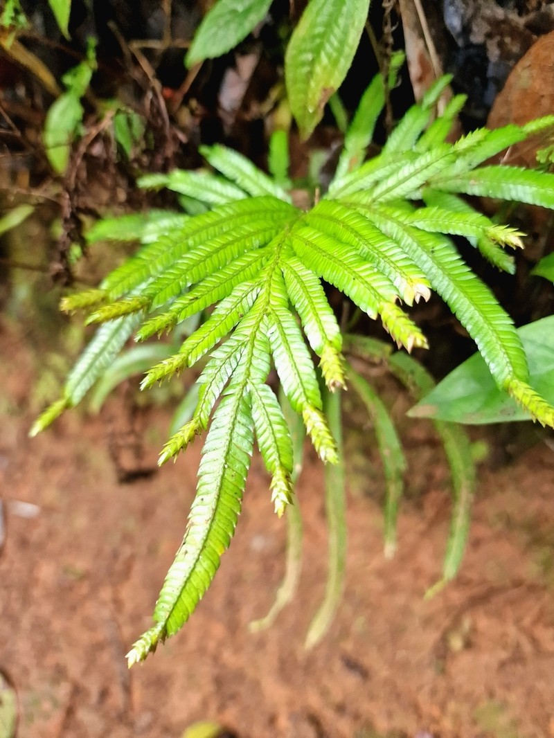 Selaginella polymorpha photo 4