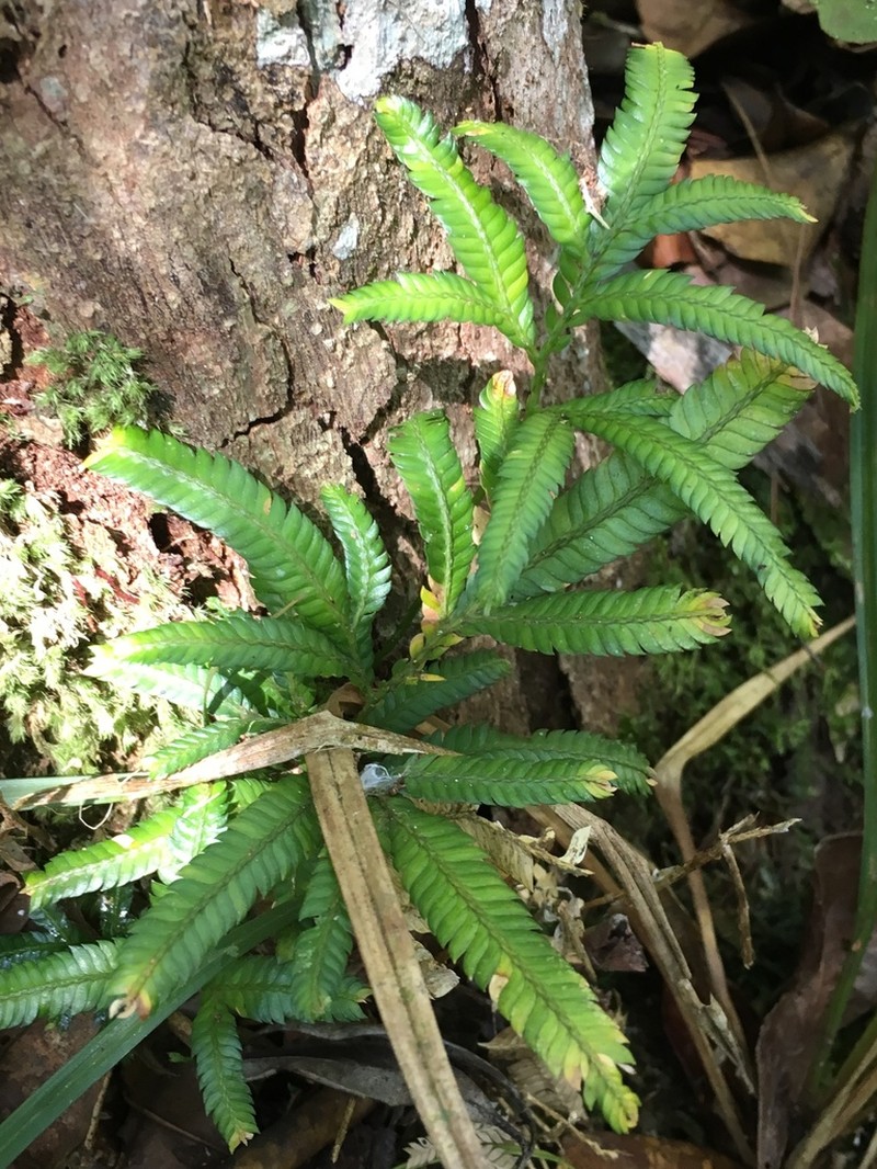 Selaginella polymorpha photo 5