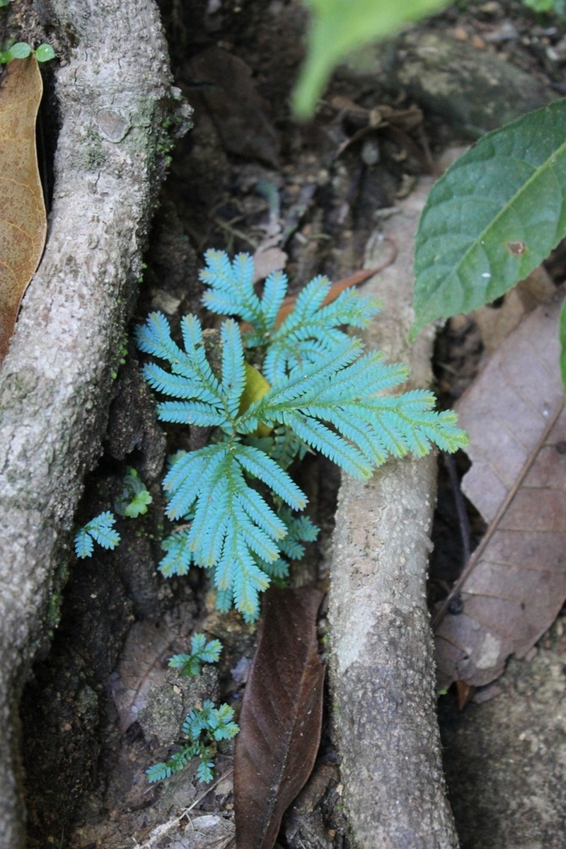 Selaginella polymorpha photo 6