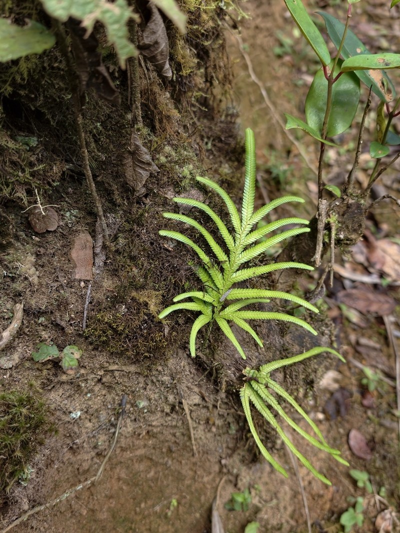 Selaginella polymorpha photo 7