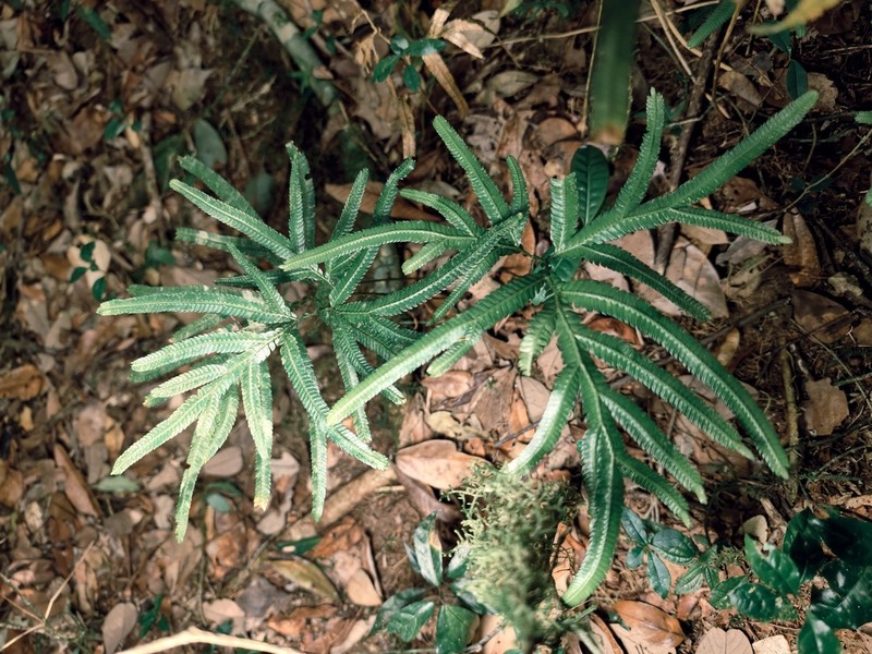 Selaginella polymorpha photo 8