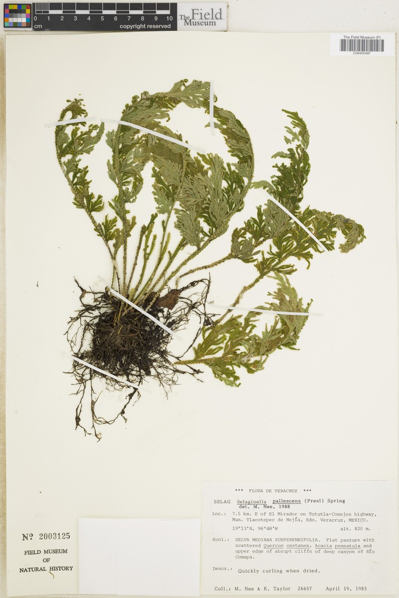 Selaginella polyptera