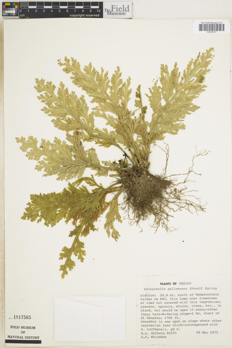 Selaginella polyptera photo 2