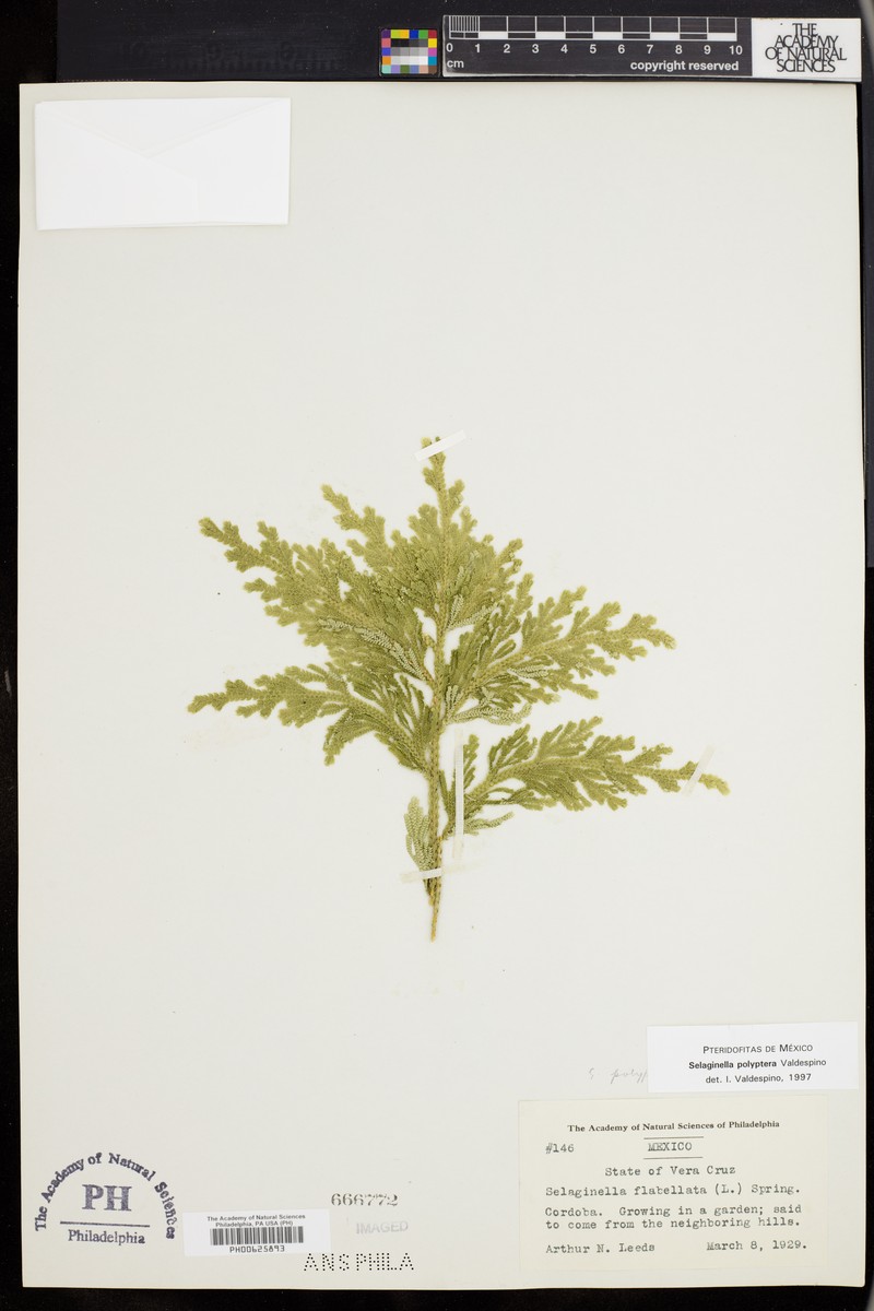 Selaginella polyptera photo 3