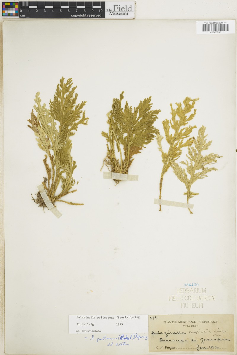 Selaginella polyptera photo 4