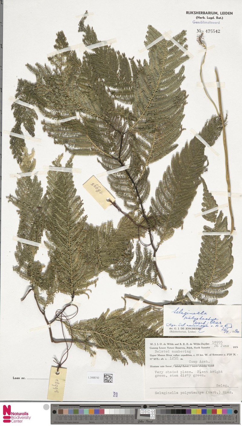Selaginella polystachya