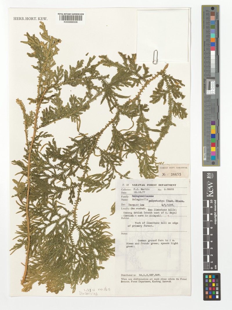Selaginella polystachya photo 2
