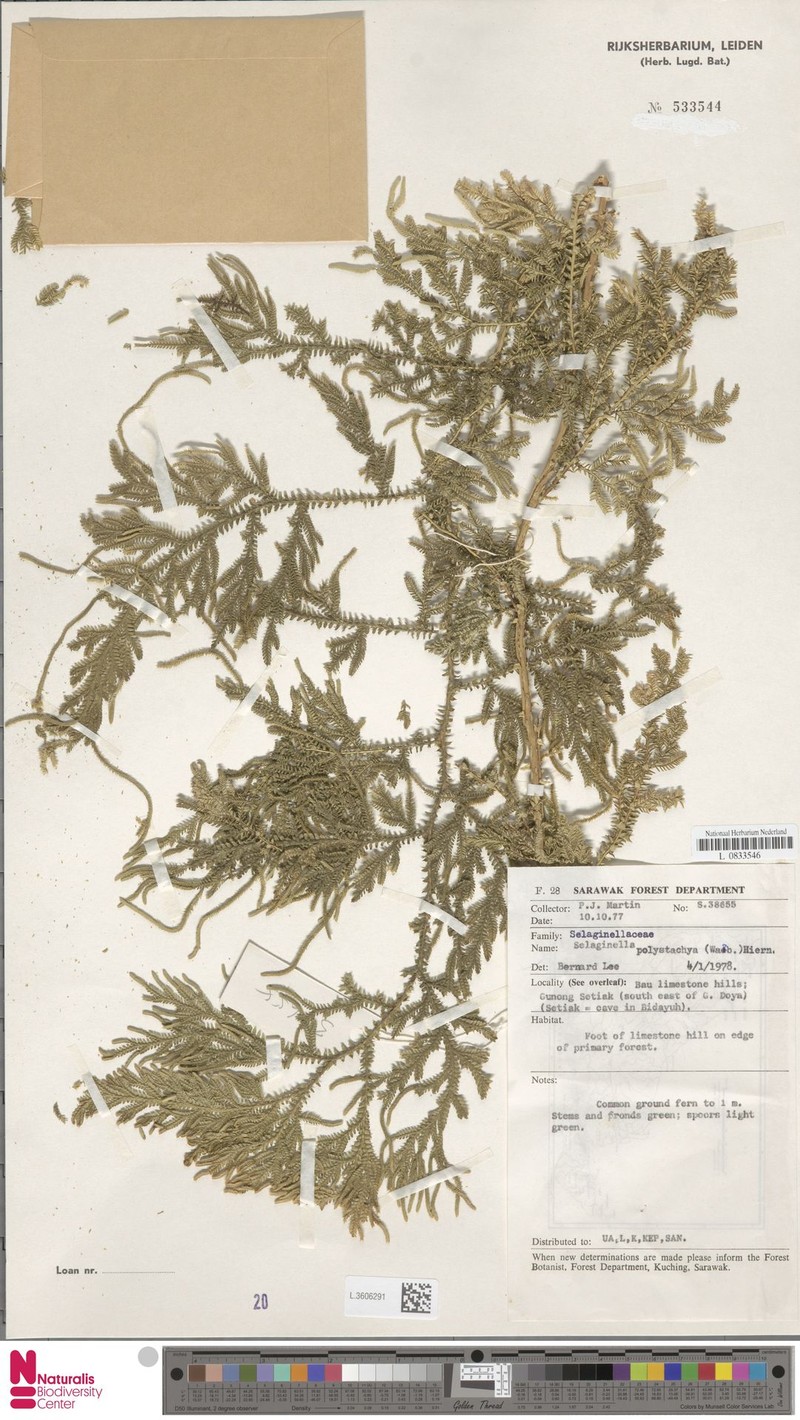 Selaginella polystachya photo 3