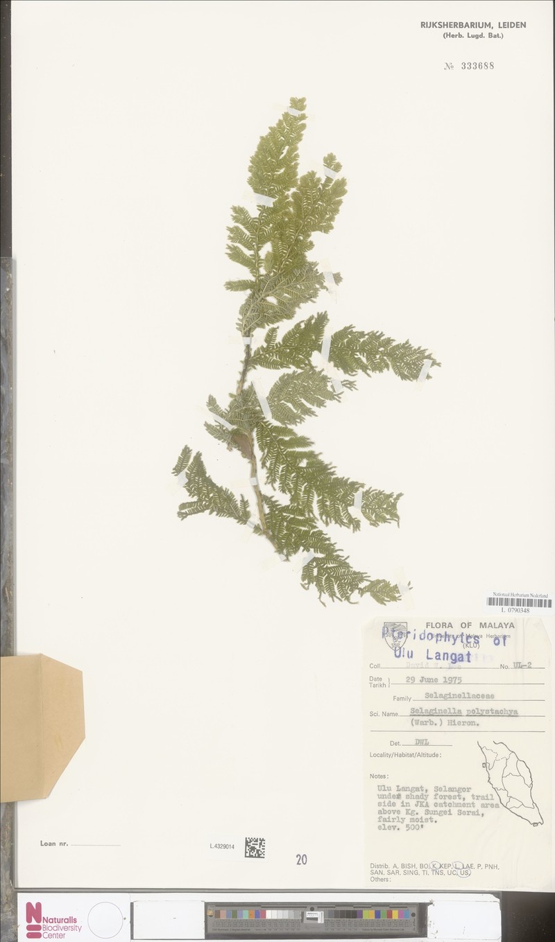Selaginella polystachya photo 4