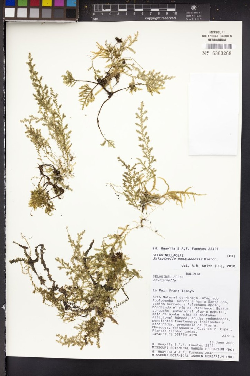 Selaginella popayanensis
