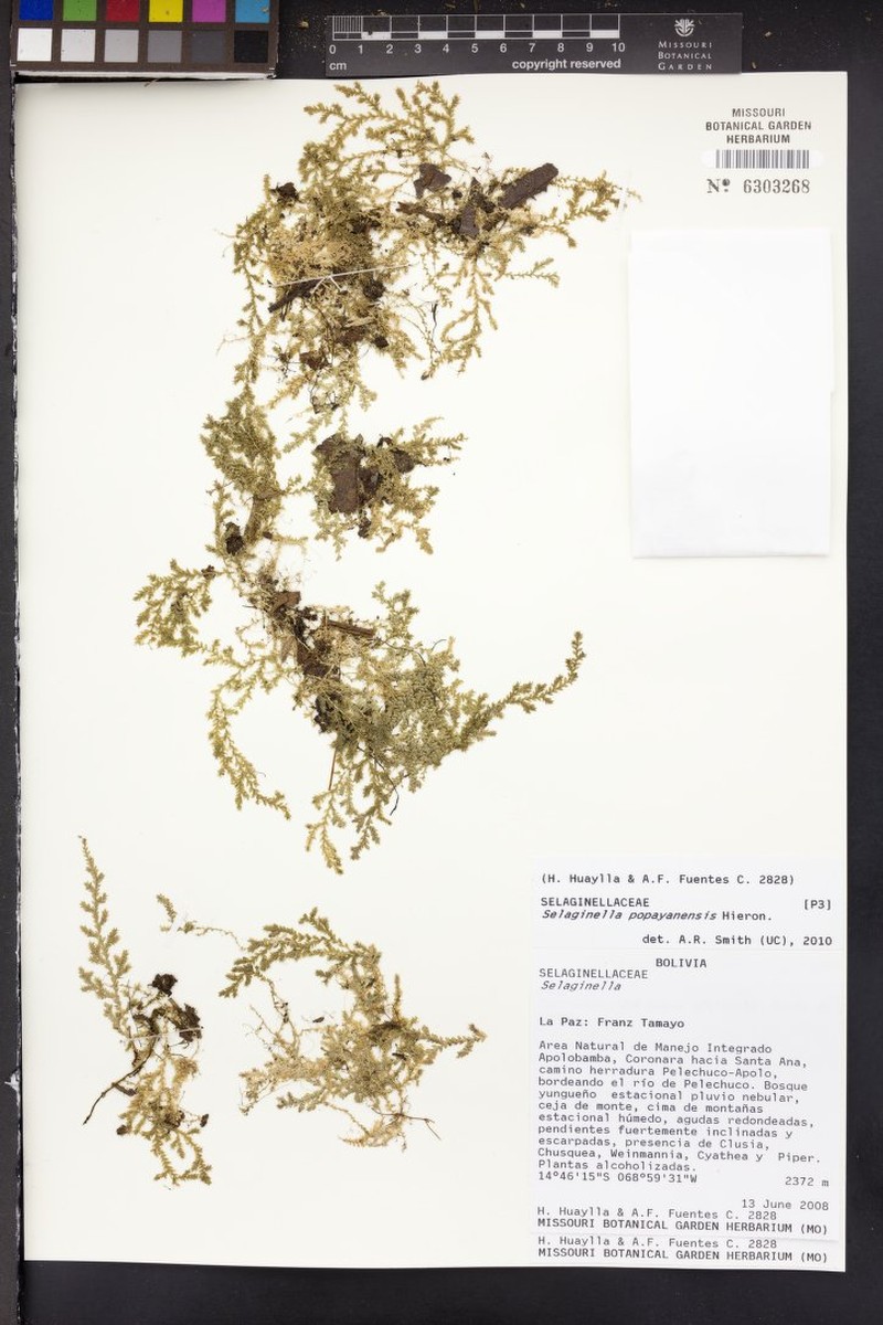 Selaginella popayanensis photo 2