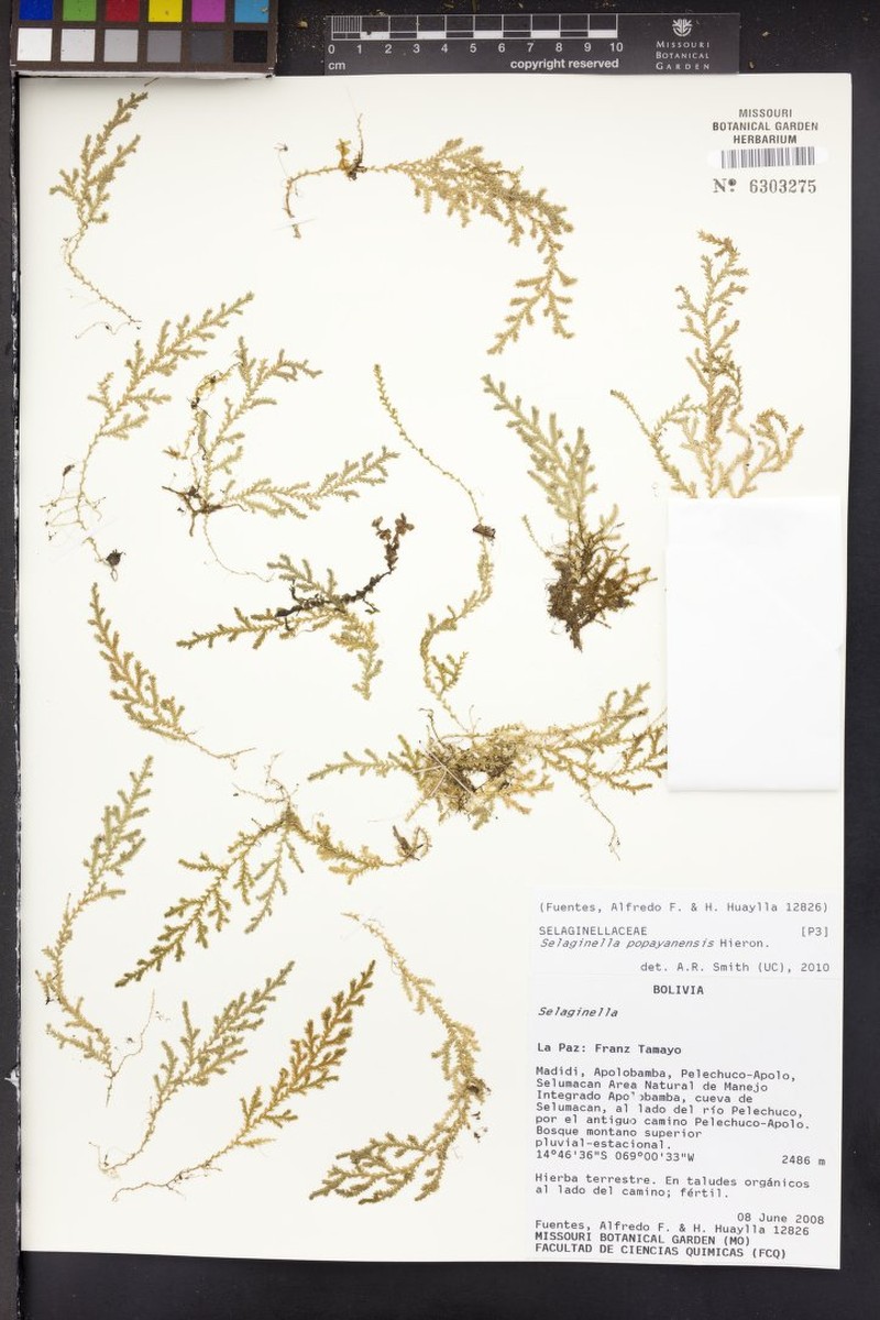 Selaginella popayanensis photo 3