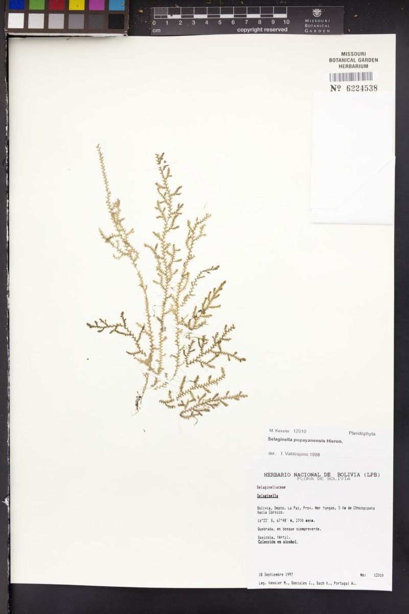 Selaginella popayanensis photo 4