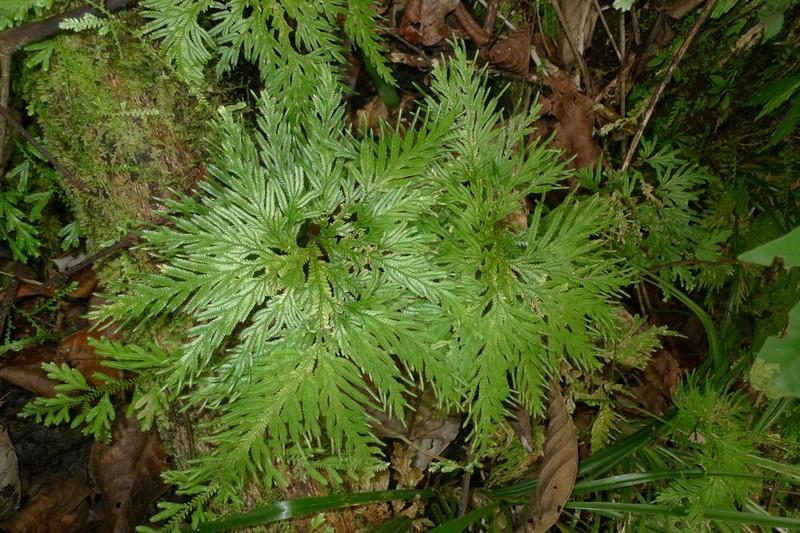 Selaginella poperangensis