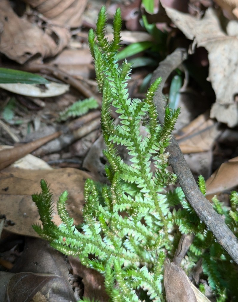 Selaginella porelloides photo 3
