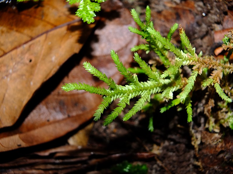 Selaginella porelloides photo 4