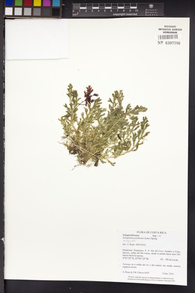 Selaginella porelloides photo 5