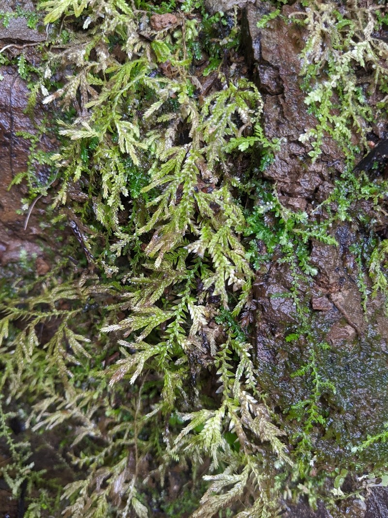 Selaginella porphyrospora