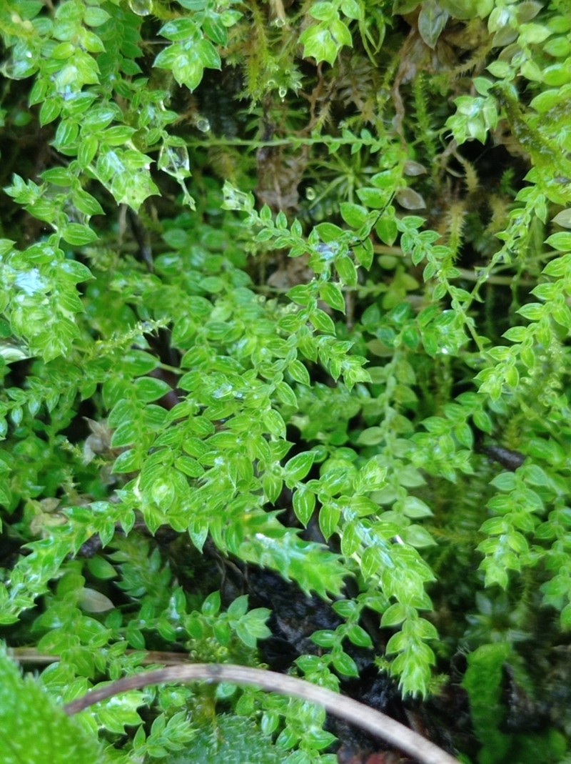 Selaginella porphyrospora photo 2