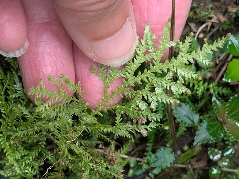 Selaginella porphyrospora photo 3