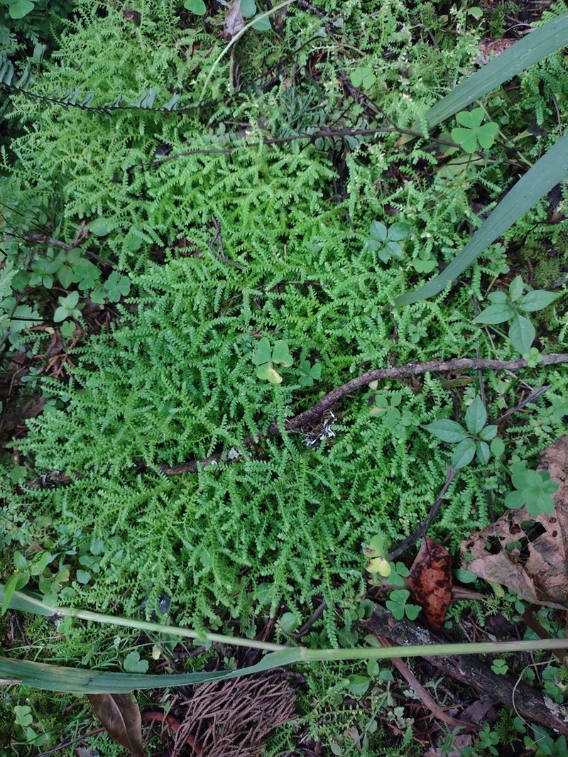 Selaginella porphyrospora photo 4