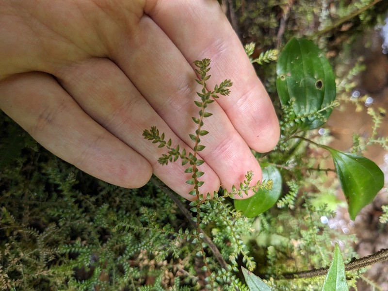 Selaginella porphyrospora photo 5
