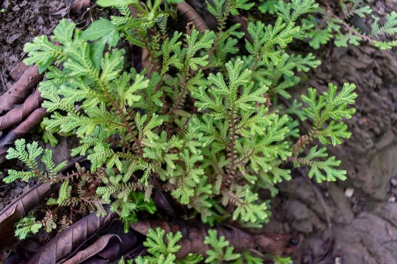 Selaginella porphyrospora photo 6