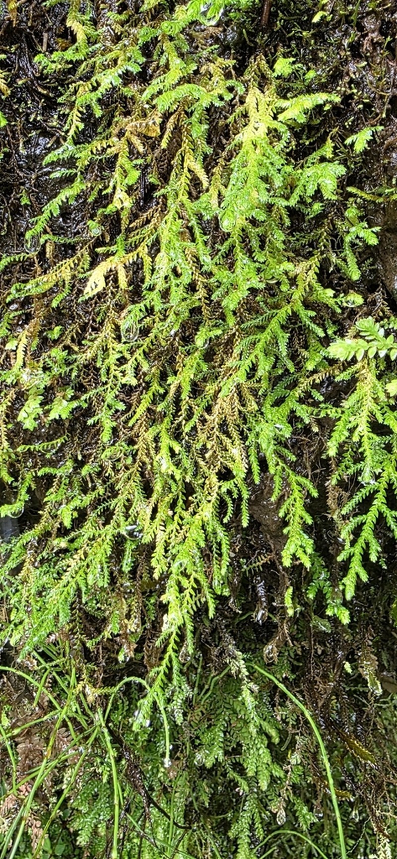 Selaginella porphyrospora photo 7